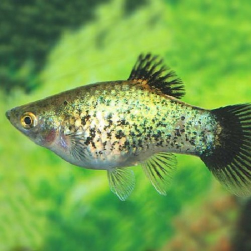 Xiphophorus maculatus - Platy schwarz/weiß M